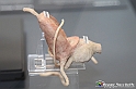 VBS_2568 - Prostata - Mostra Body Worlds
